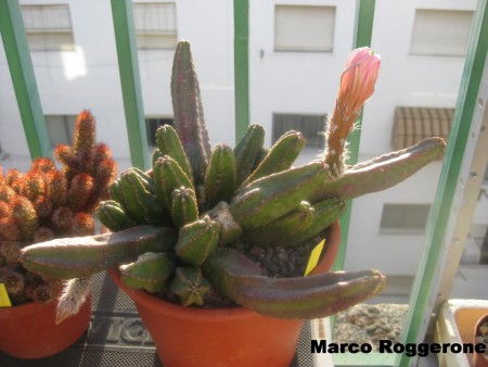 ECHINOCEREUS SHEERII v.GENTRYI