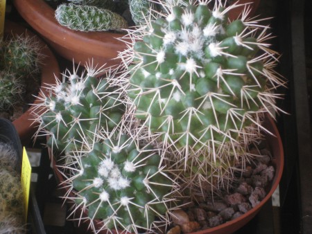MAMMILLARIA KARWINSKIANA ssp KARWINSKIANA