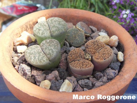 LITHOPS