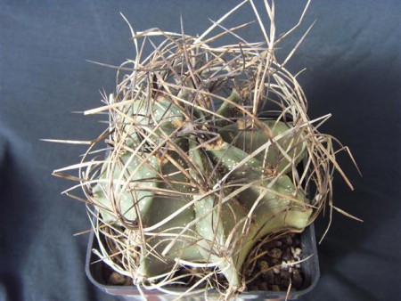 ASTROPHYTUM CAPRICORNE ssp