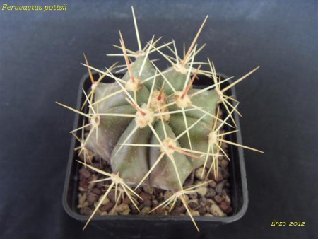 Ferocactus pottsii