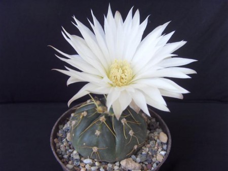 Gymnocalycium denudatum
