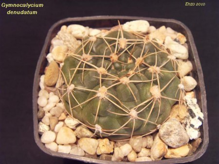 Gymnocalycium uruguaiense