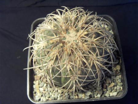 Gymnocalycium spegazzini