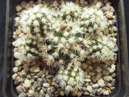 Mammillaria gracilis v. arizona snowcap 