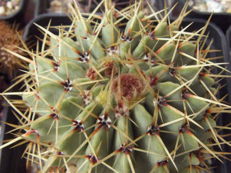 PARODIA BUININGII