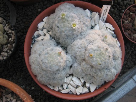 MAMMILLARIA PLUMOSA