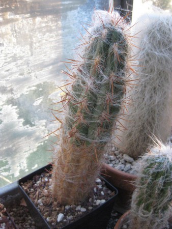 CEREUS ARTICOLATO