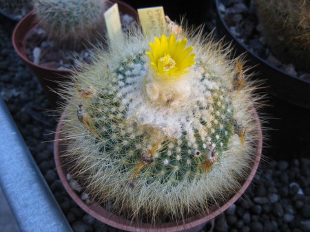 PARODIA CHRYSACANTHION