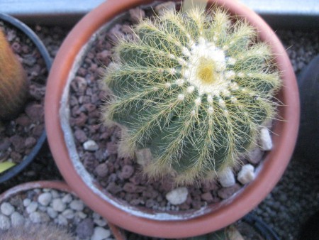 PARODIA YEBELLMANNIANA