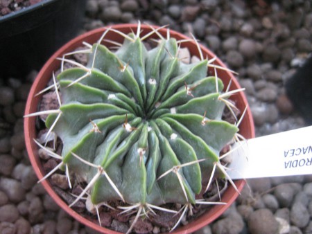 PARODIA ERINACEA